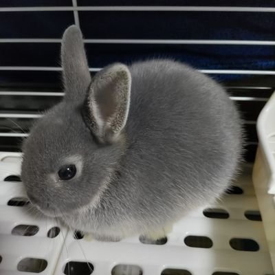 動物大好き❤ウサギ飼育初心者　教えて下さい🐰
新しい家族ミニウサギ🐰RUN（ルン）🐰性別　メス
R5.11.10生まれ　インコ・オウムも大好き🦜