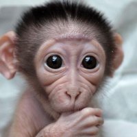 Amazing Monkey(@XBegsxAli1) 's Twitter Profile Photo