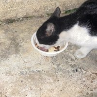 歐姆蛋🍳 (@jake1023p) 's Twitter Profile