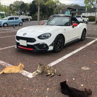ねこさくら (@nekosakura124) 's Twitter Profile