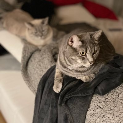 Hi wir sind Agapi das weise Model😘Aslan der coole graue Kater 😻und Dior unsere kleine 👵 würden uns riesig freuen wenn ihr uns folgt #katze #cat #catlovers