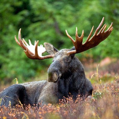 Augsburgischer Catholic ☩VDMA☩ Basedest moose you'll ever know 🗿 (moose/mooseself) - Holocaust survivor