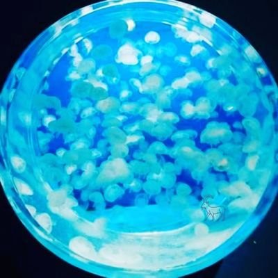 itthyan's profile picture. iLYs🩵❤💜Number_iを主に応援しているアカウントです🙌神宮寺くんLOVE多め🩵器用じゃないのであれもこれも出来ませんが、マイペースにやってます🙌KPを程よい距離で見守りつつ、IMPも応援中🩷平和な推し活いたしましょ🙌