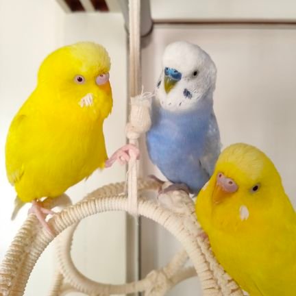 中学生です(*^^*)
インコを3羽飼っています
ネコ好きなのにアイコンインコなのは
許してね
あと名前はゆず、みかんとぴよ助だよー
鳥じゃないツイートがあっても暖かい目で見守って下さいm(_ _)m
ゲーム垢→@mikko22534
※ヘッダーとアイコン無断転載禁止 アイコン自作 エロ垢❌