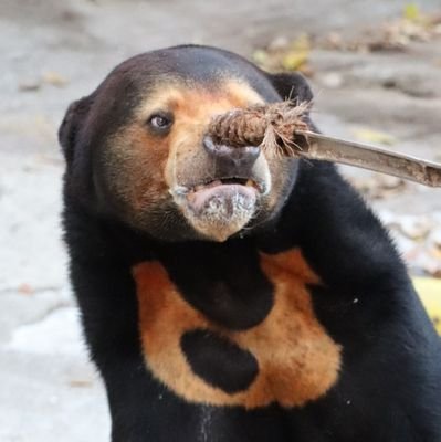 ホウちゃん🐻‍❄️の誕生がきっかけで天王寺動物園のホームページ等を見るようになり、マレーグマ🐻に魅せられました☺️マレーグマ、地元の天王寺動物園を応援中です。アップしてくださる動物たちの様子に日々癒やされます。ありがとうございます。よろしくお願いします😉(誤字脱字ごめんなさい🙇‍♀)