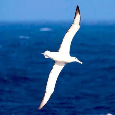 Gezgin Albatros