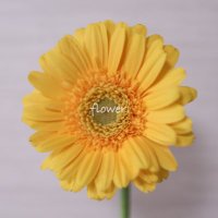 ✿✾ flower ✿❁︎(@yokowks) 's Twitter Profile Photo