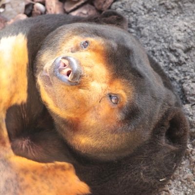 主に動物、その他雑多に。マレーグマ・ミナミコアリクイ・タヌキなど大好きですが、動物はみんな大好きです🐻カメラ撮影は練習中なので大目にみて下さい📸 ＊動物関係無言でフォローいいねリツイート失礼します🙇‍♀️写真はほぼ過去写真です📸バイクも乗ります🏍