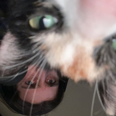 father of 2 felines, collector of cards, professional wrestling enjoyer, detroit lions supporter, taco bell consumer, social worker, and worshiper of @_leesia_