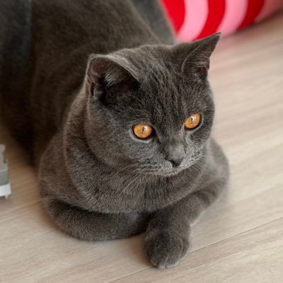 ブリティッシュショートヘア2023年3月生。人んちの猫まで愛おしい。本アカが猫にまみれたので独立。無言フォロー、すみません。