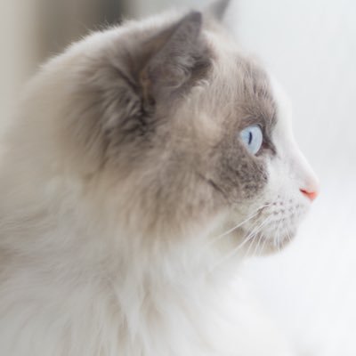 hanakizu1111's profile picture. 猫と育児のことをよく呟きます。🐱ソラ(ラグドール7歳♂)、うに(三毛6歳♀)/息子2歳カメラ📷α7RV