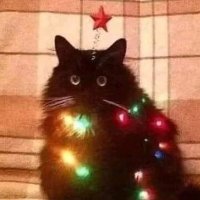 Terry Gerhold (@gerhold_te36970) 's Twitter Profile