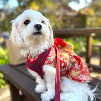 ののさんのプロフィール画像