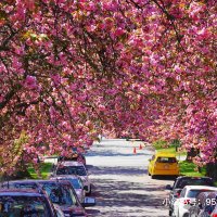 Jeff wu (@jianwu_ca) 's Twitter Profile