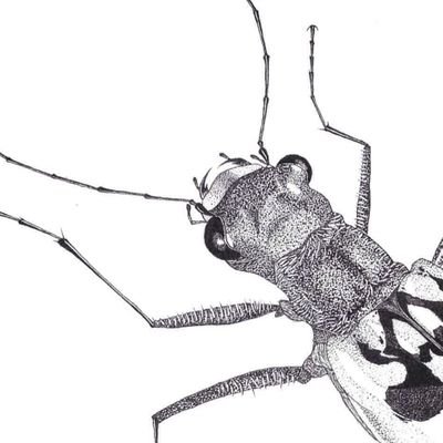 graphics, photos, and artwork from my research, mutual wing-eating behavior between females and males of a subsocial cockroach.
Japanese ver. → @Osaki_fabre