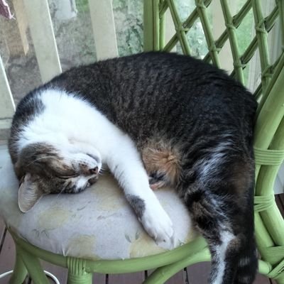 dingo8myhat's profile picture. Gargoyle of Beelzebub, Little Whinging Fucker,Nasty TERF-lady from Ozlandia