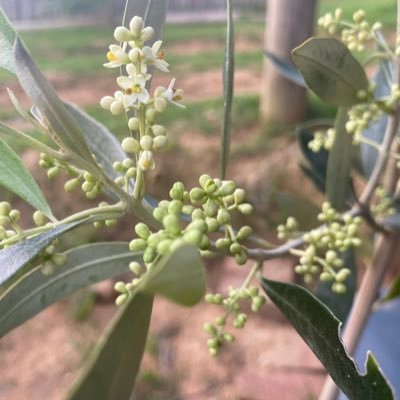 #OlivesWithAStory - Flavorful Investment Journey! Cultivate 5, 10, or 25 trees for direct returns on #oliveoil #invest #olivetrees