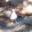 jordylikesbirds's profile image