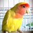 matjaz971's profile image
