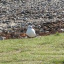 joan vickers - @joanvou - Twitter