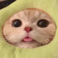 tata 🐱 (@diesisyete) 's Twitter Profile Photo tata 🐱 (@diesisyete) 's Twitter Profile Photo
