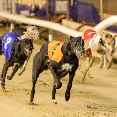 Greyhound race reader, set notifications on as bets can be close to off…..