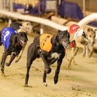 Greyhound Edge (@greyhoundedge16) 's Twitter Profile
