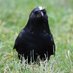 mildred the crow (@mildredthecrow) Twitter profile photo