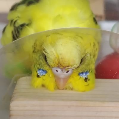 基本的に脊椎動物はほとんど好きですが、今はセキセイインコが家に居るので、鳥好きモード全開中🐤
※鍵垢さんからの無言フォローはお断りさせて頂いております。私の心はそんなに広くないです。

タイッツー：https://t.co/yCuBnZHDAY…