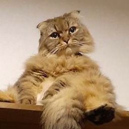 酒🍺とCARP🎏とニャンコ🐈が大好き!佐々木泰推し、でもカープ箱推し!折れ耳スコティッシュのマロンと日々戯れています!2025年広島カープ優勝?🎏
