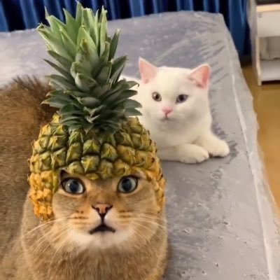 Aed31526173's profile picture. 我上推来就干三件事：看黄，看投稿，看梗图🤓
如果我每天无所事事混吃等死，那我跟梦想成真有什么区别