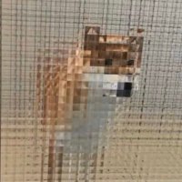 조당🕯 (@joedang_) 's Twitter Profile