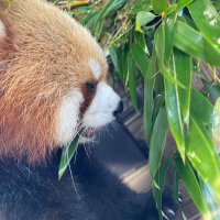 あむ (@53_star_pon) Twitter profile photo