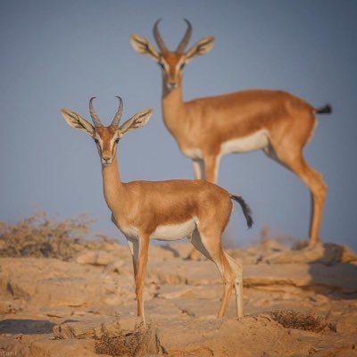 nbras_83's profile picture. 🇰🇼🇰🇼🇰🇼