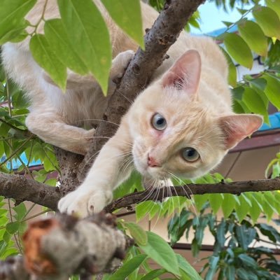 Pnboss2's profile picture. | Long | Live | the People |