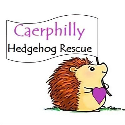 Founded in September 2021.

Dedicated to Rescue, Rehabilitate & Release sick, injured or orphaned Wild Hedgehogs native to the UK.
07915 884419
10am-12pm  3-8pm