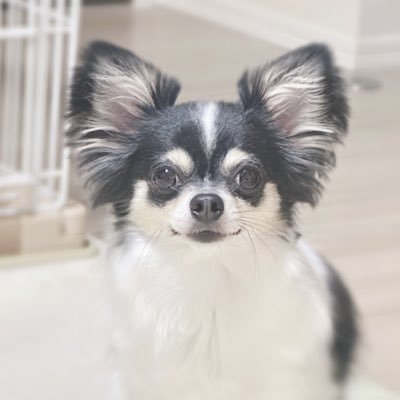 htn_ota's profile picture. 推し=トシゾーさん 🫶🏻🤎人見知りでちょろいオタク(25↑)/愛犬と暮らしてます🐶/ゲームほぼ見る専🎮/カービィ.パピモッチも🫶🏻