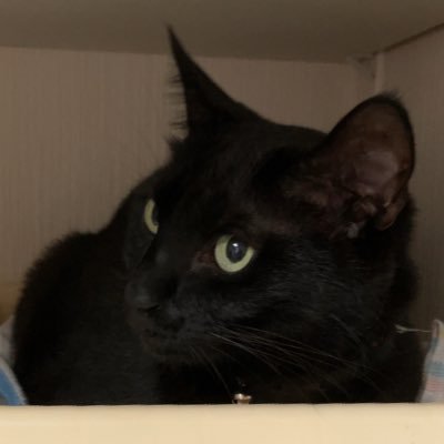 cohaku39's profile picture. 