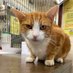 George The Stourbridge Junction Station Cat (@TheStourbridge) Twitter profile photo