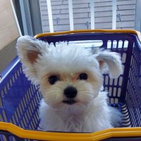 そら君🐶の空色diary (@sora_diary0816) Twitter profile photo