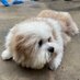yaks (@bengkoon) Twitter profile photo yaks (@bengkoon) Twitter profile photo