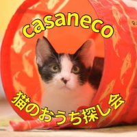 傘ねこ🐈猫のおうち探し会（譲渡会@幕張本郷）(@casaneco22) 's Twitter Profile Photo