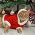 Bacaksız Şanslı 🧡 (@tripodcatlucky) Twitter profile photo Bacaksız Şanslı 🧡 (@tripodcatlucky) Twitter profile photo