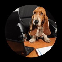 News Hound (@averagecdnguy) 's Twitter Profile Photo