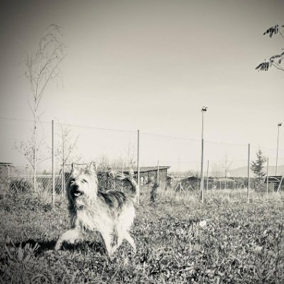 Hablemos de Naturaleza, de entorno natural, de la selvicultura, de lo forestal. Me gusta opinar y debatir. Se aprende mucho de quien opina difernte.