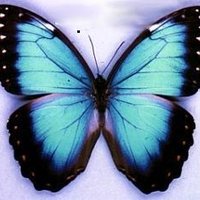 Teresita Valentin (@valenteres) Twitter profile photo