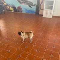 Pugmane🐾 🐛 🥫 (@pugmane) 's Twitter Profile Photo Pugmane🐾 🐛 🥫 (@pugmane) 's Twitter Profile Photo