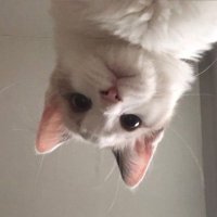 사미🐯🐹 (@samic8225) 's Twitter Profile