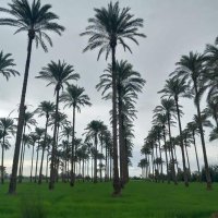 الحوت الازرق (@5lx0nkrc6yauatp) 's Twitter Profile