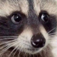 lupe (@lupelvsboobs) 's Twitter Profile Photo lupe (@lupelvsboobs) 's Twitter Profile Photo